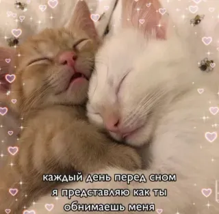 🧸 каждый день перед сном я представляю как ты обнимаешь меня telegram sticker