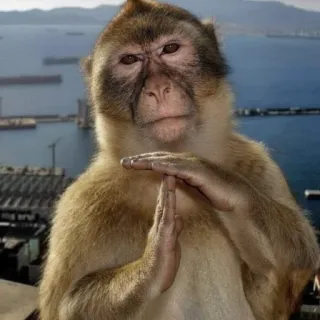 😐 monkey, time out, gesture, primate, serious, animal telegram sticker