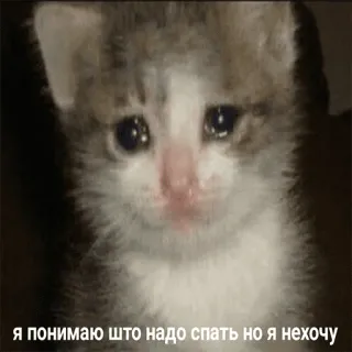 😭 я понимаю што надо спать но я нехочу cat, sad, sleepy, kitten telegram sticker