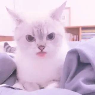 🐱 gato, lindo, animal, mascota, gatito, gato doméstico, gracioso, adorable whatsapp sticker