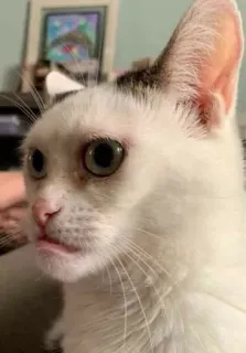 😒 chat, chat blanc, animal de compagnie, animal, animal domestique, mignon, chaton telegram sticker