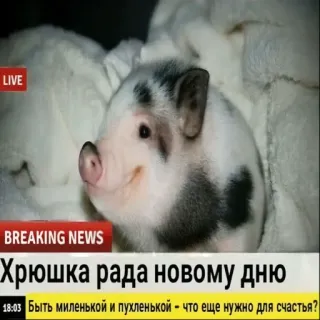 😝 Хрюшка рада новому дню cerdo, animal, noticias, lindo, ruso, feliz telegram sticker