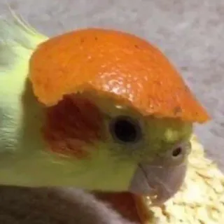 ☺️ cockatiel, oiseau, zeste d'orange, animal de compagnie, drôle, animal telegram sticker