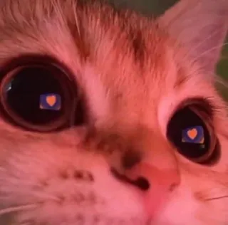🥰 cat, cute, animal, orange, heart, reflection telegram sticker