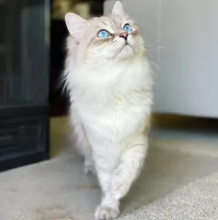 🤔 Katze, Haustier, blaue Augen, weiße Katze, flauschig telegram sticker