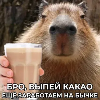 😇 БРО, ВЫПЕЙ КАКАО
ЕЩЁ ЗАРАБОТАЕМ НА БЫЧКЕ capybara, cacao, mème, animal, boisson, drôle, mignon, mammifère telegram sticker