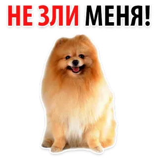 😡 НЕ ЗЛИ МЕНЯ! dog, pomeranian, cute, animal, pet, fluffy telegram sticker