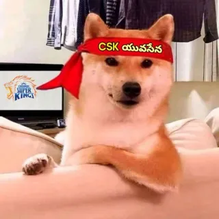 🌟 CSK యువసేన cachorro, shiba inu, tiara, CSK, Chennai Super Kings, time de críquete, telugu whatsapp sticker