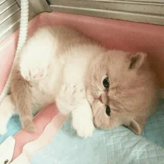 🐾 แมว, ลูกแมว, น่ารัก, สัตว์, สัตว์เลี้ยง, ตลก whatsapp sticker