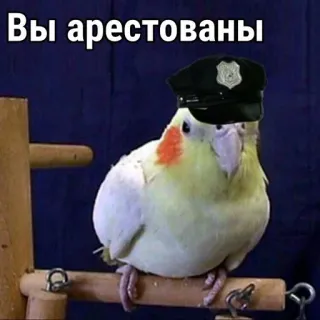 👮 Вы арестованы นก, นกแก้ว, ตำรวจ, จับกุม, หมวก telegram sticker