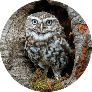 🦉 coruja, pássaro, animal, vida selvagem, natureza, árvore, oco, floresta telegram sticker