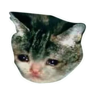 😖 kot, smutny, mem, płaczący, zwierzę, zwierzak, zdenerwowany, emocjonalny whatsapp sticker