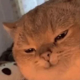 🕯 cat, funny, animal, meme, cute, pet whatsapp sticker