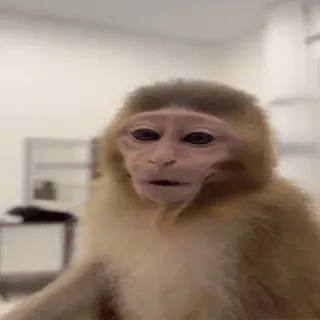 📸 monkey, animal, ape, primate, wildlife whatsapp sticker