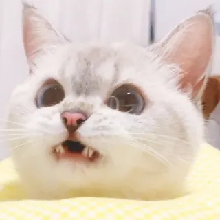 😖 cat, cute, animal, pet, funny, meme whatsapp sticker