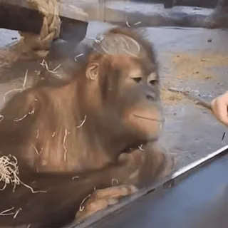 🙈 Orang-outan, singe, zoo, animal, primate telegram sticker