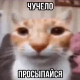 ❤ ЧУЧЕЛО
ПРОСЫПАЙСЯ mèo, meme, Nga, hài hước, động vật telegram sticker