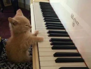 🐱 anak kucing, kucing, piano, musik, keyboard, hewan telegram sticker