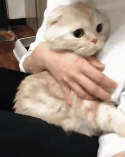 ❤️ cat, pet, animal, cute, domestic cat, Scottish Fold whatsapp sticker