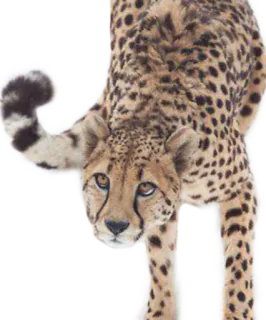 🔼 cheetah, animal, wildlife, cat, predator whatsapp sticker