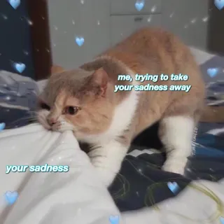 ❤️ me, trying to take your sadness away 

your sadness chat, tristesse, mignon, animal, animal de compagnie, mème telegram sticker