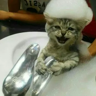 🐈 고양이, 새끼 고양이, 목욕, 거품, 동물, 귀여운 telegram sticker