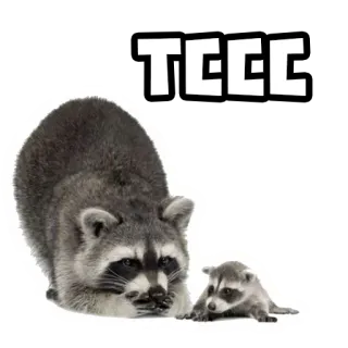 🤫 TCCC mapache, animales, bonito, naturaleza, vida salvaje, mamífero whatsapp sticker