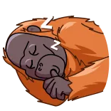 😴 Z 잠, 동물, 오랑우탄, 원숭이, 자는, 귀여운, 만화 telegram sticker