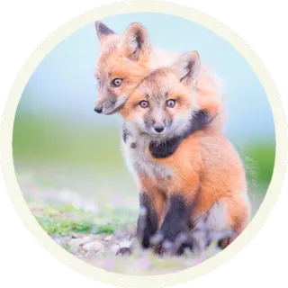 😳 vos, dieren, natuur, wilde dieren, schattig, welpen telegram sticker