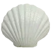 🐚