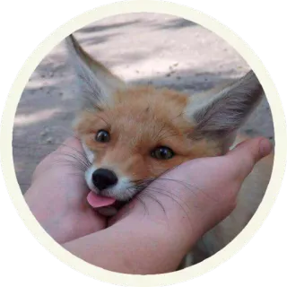 😛 vos, dier, schattig, tong, wilde dieren, natuur telegram sticker