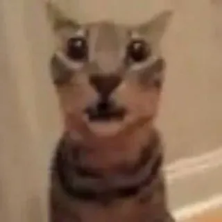 😲 gato, animal, meme, engraçado, retrato, animal de estimação, felino telegram sticker