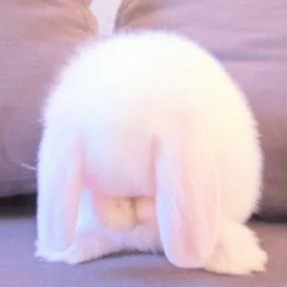 🐰 bunny, rabbit, pet, animal, fluffy, cute, white whatsapp sticker