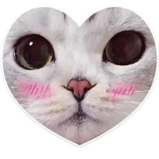 ❤ gato, corazón, animal, pegatina, lindo, kawaii, mascota telegram sticker