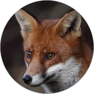 🦊 fuchs, tier, natur, wildtier, porträt, säugetier telegram sticker