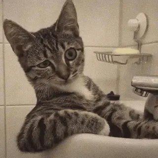 😏 cat, kitten, sink, animal, pet, funny, cute telegram sticker