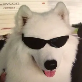 😎 perro, gafas de sol, guay, samoyedo, blanco, animal telegram sticker