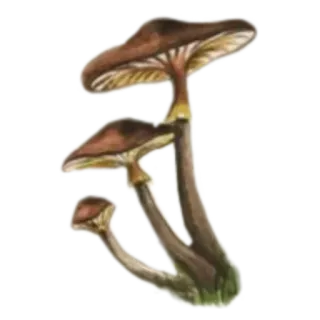 🍄 버섯, 자연, 음식, 균학 telegram sticker