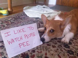 🚽 I LIKE TO WATCH PEOPLE PEE anjing, corgi, lucu, lelucon, meme telegram sticker