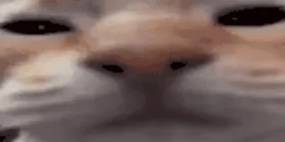 😑 cat, animal, pet, meme, funny telegram sticker