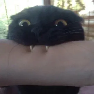 😈 猫, 噛む, 動物, ペット, 家畜, 歯, 黒猫 telegram sticker