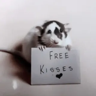 🐁 FREE KISSES rata, beso, animal, lindo whatsapp sticker
