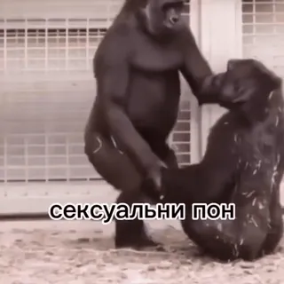 🔞 Сексуальні пон telegram sticker