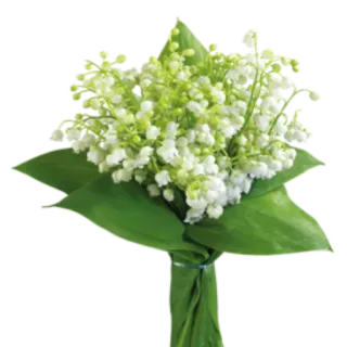 🌺 flower, bouquet, lily of the valley, plant, white flower, floral, green telegram sticker