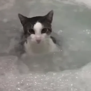 🛁 고양이, 방울, 목욕, 동물, 애완 동물 telegram sticker