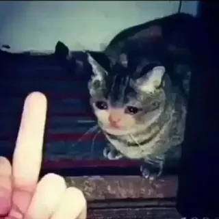 🖕 kucing, jari tengah, menyinggung, kasar, hewan, gestur telegram sticker
