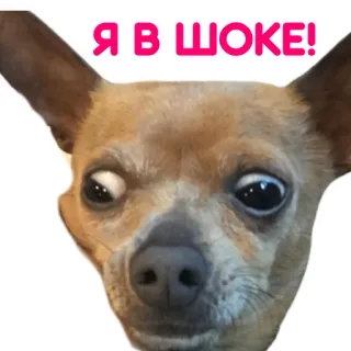 😱 Я в шоке! dog, shocked, surprise, meme, animal, funny telegram sticker