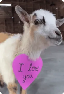 💞 I love you. ヤギ, 動物, 愛, ハート, メッセージ, 可愛い telegram sticker
