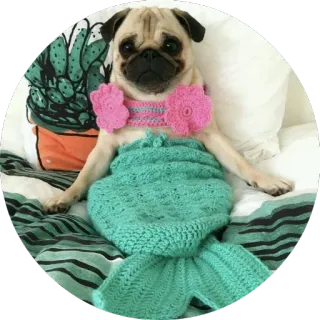 🐶 dog, pug, mermaid, cute, animal, fantasy telegram sticker