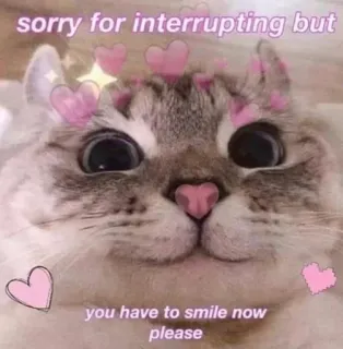 ❤️ sorry for interrupting but
you have to smile now please кот, милый, сердечки, мем, улыбка, перебивание telegram sticker